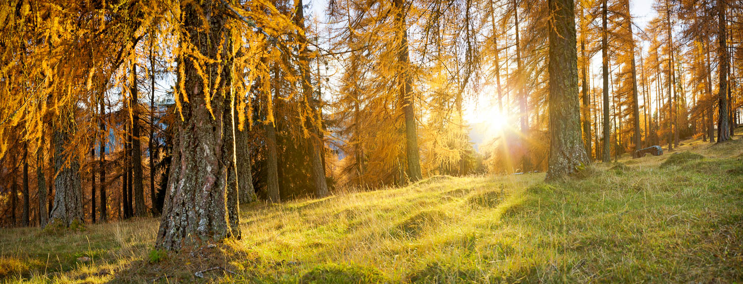 wald, sonnenuntergang, herbst, farben, lärchen